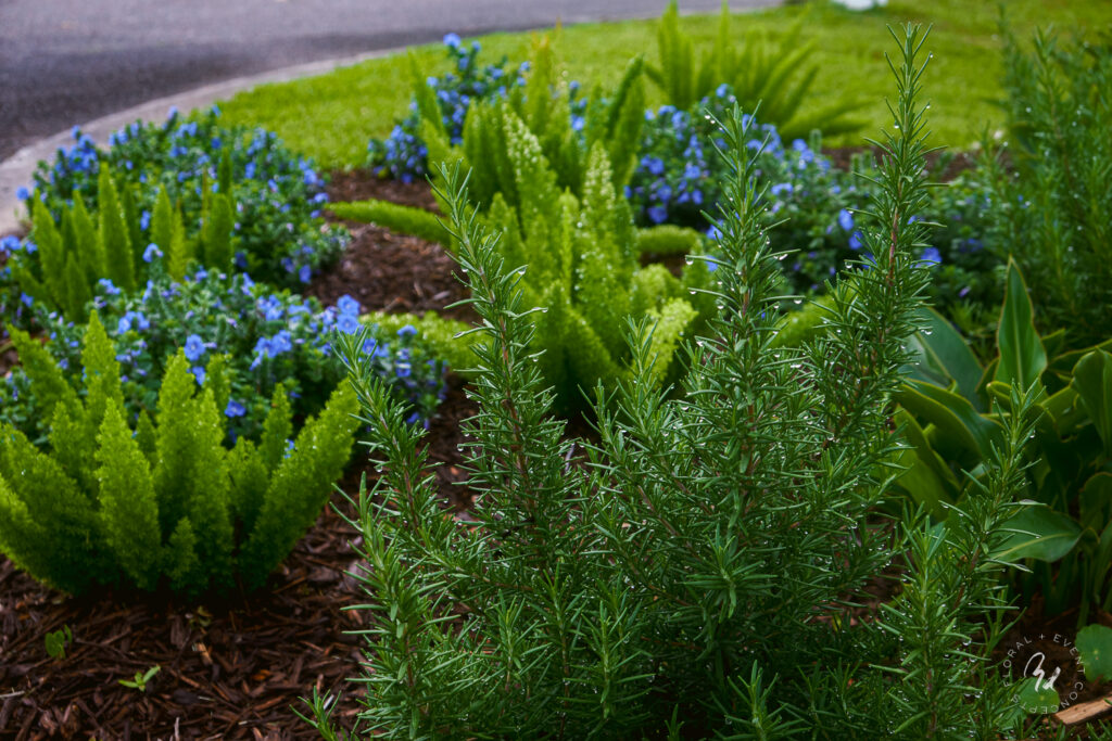 A beautifully designed landscape featuring lush green plants, vibrant flowers, and a stone pathway, enhancing outdoor aesthet